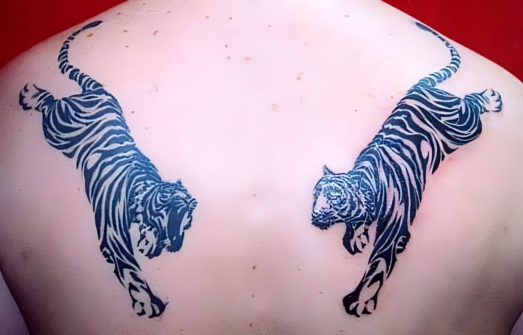 Zwei Tribal Tiger auf dem Rücken